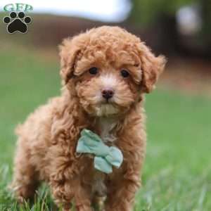 Oscar, Miniature Poodle Puppy